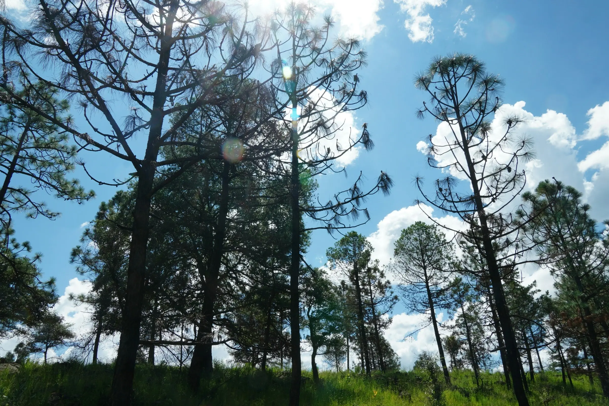 Pine forest (illustrative image)
